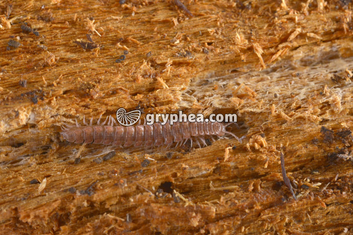 Polydesmus complanatus - gryphea.com